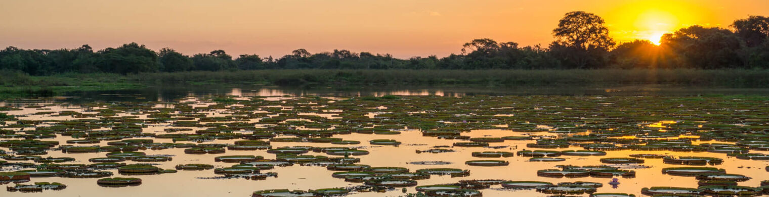 Pantanal e Vitoria Regia