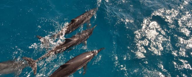Dolphins, Fernando de Noronha, Brazil